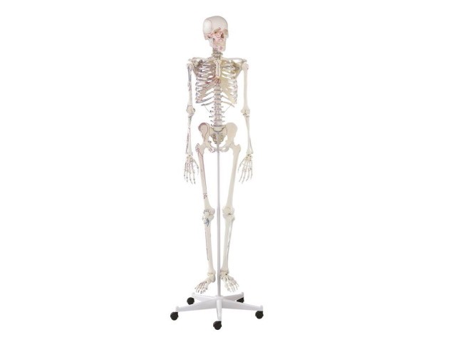 Esqueleto Anatomico Arnold...